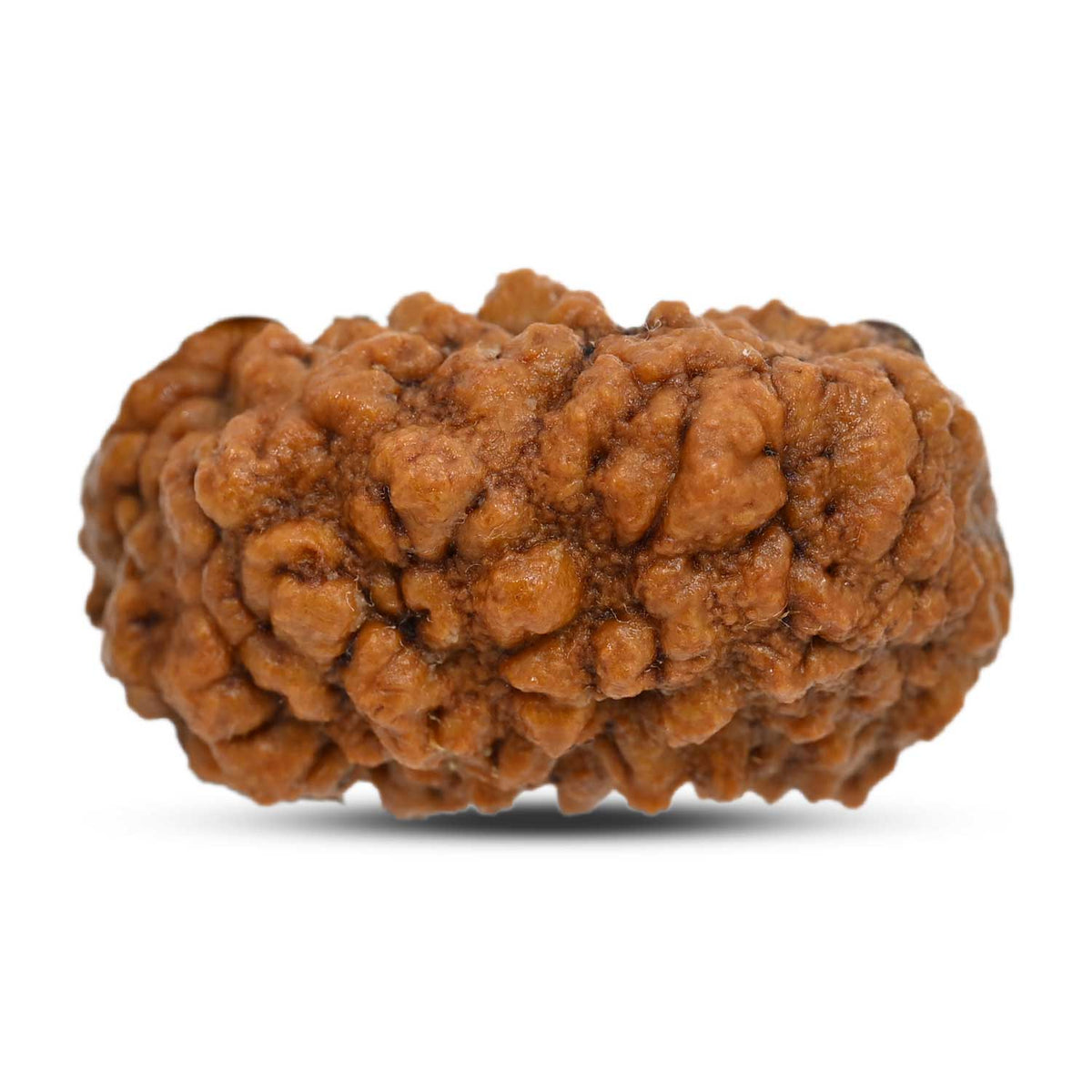 1 mukhi kaju shape Indian Rudraksha 30.45 M.M.
