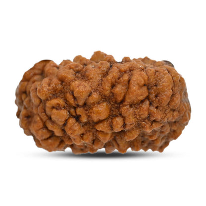 1 mukhi kaju shape Indian Rudraksha 30.45 M.M.