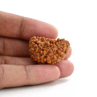 1 mukhi kaju shape Indian Rudraksha 30.45 M.M.