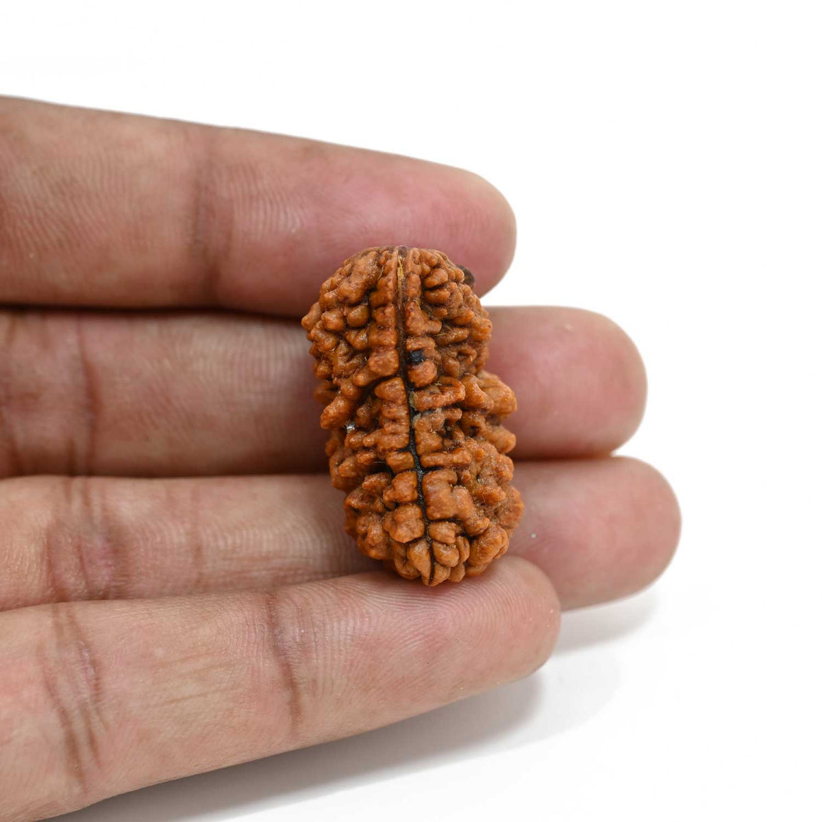 1 mukhi kaju shape Indian Rudraksha 30.45 M.M.