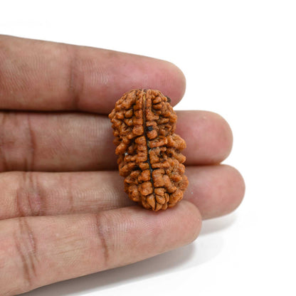 1 mukhi kaju shape Indian Rudraksha 30.45 M.M.