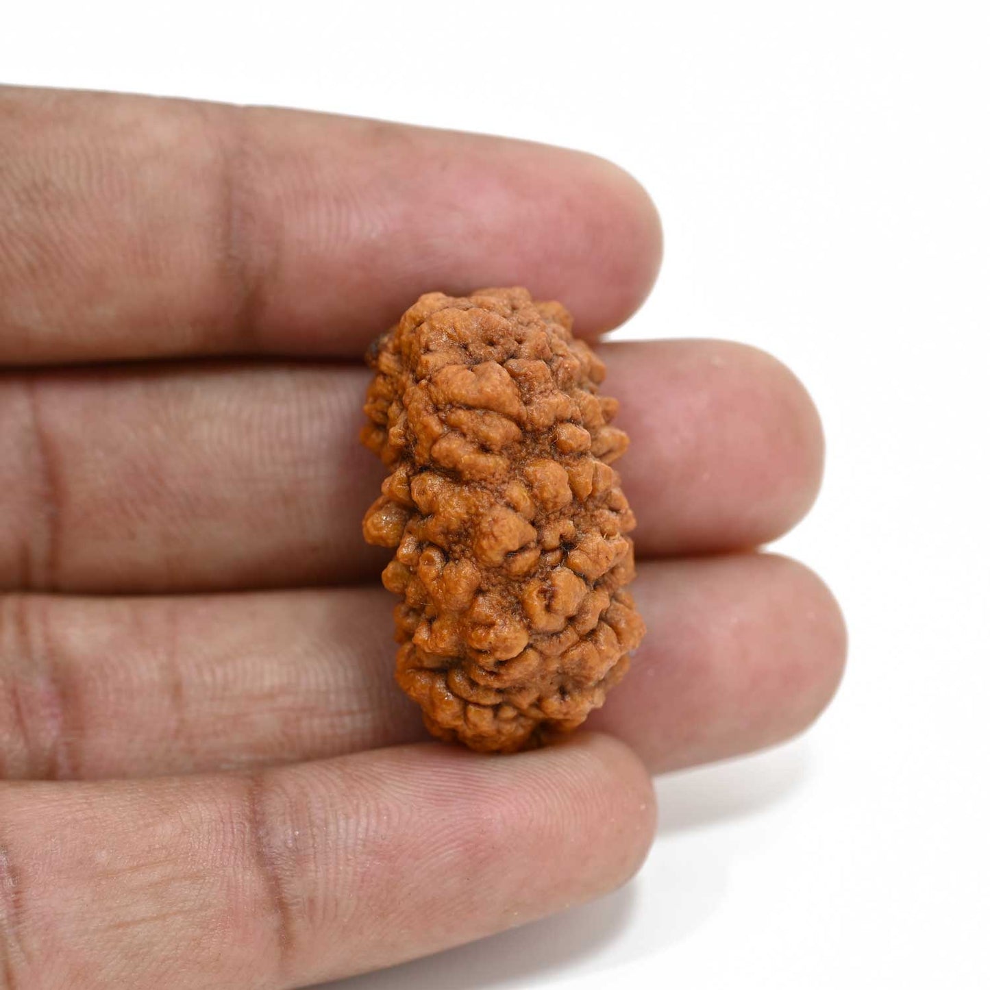 1 mukhi kaju shape Indian Rudraksha 30.45 M.M.