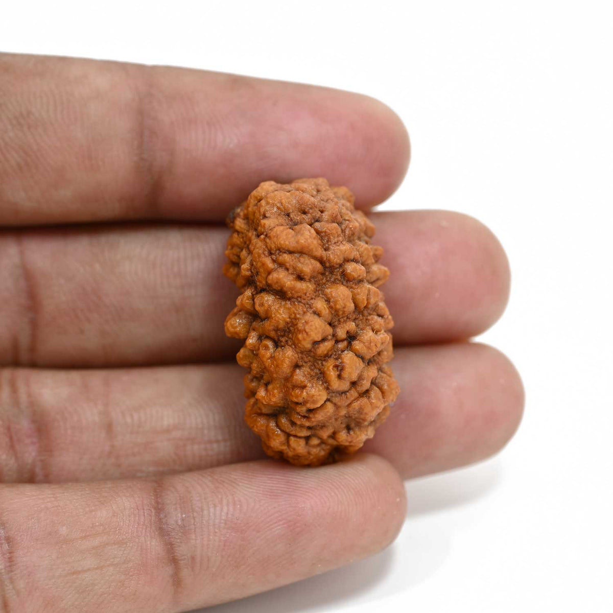 1 mukhi kaju shape Indian Rudraksha 30.45 M.M.