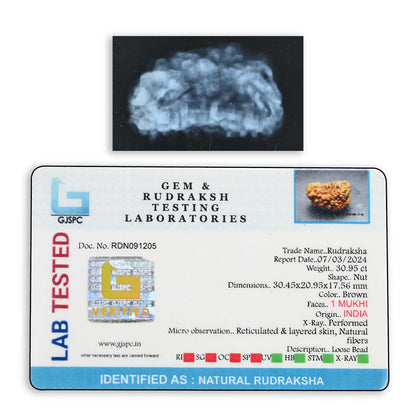 1 mukhi kaju shape Indian Rudraksha 30.45 M.M.