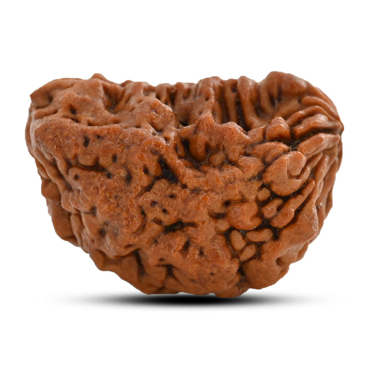 1 mukhi kaju shape Indian Rudraksha 30.38 M.M.