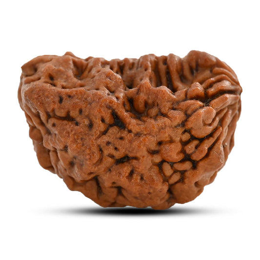 1 mukhi kaju shape Indian Rudraksha 30.38 M.M.