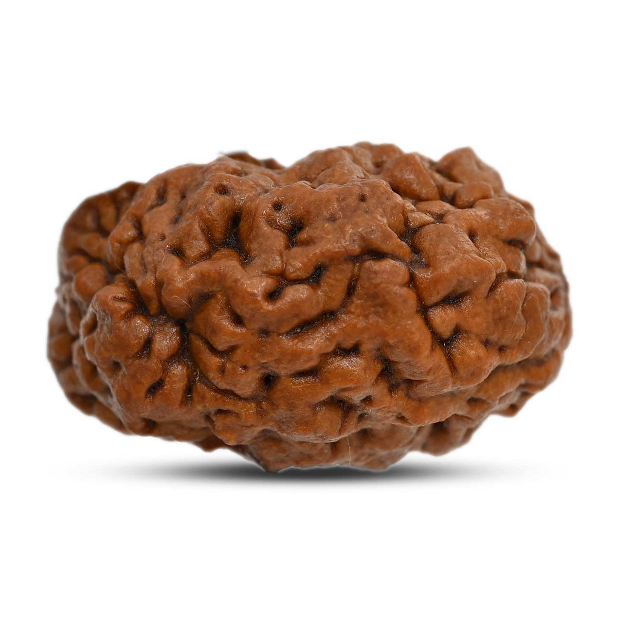 1 mukhi kaju shape Indian Rudraksha 30.38 M.M.