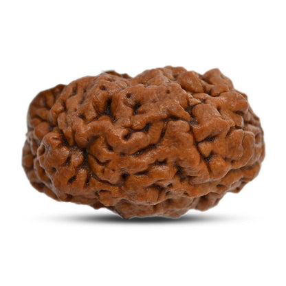 1 mukhi kaju shape Indian Rudraksha 30.38 M.M.