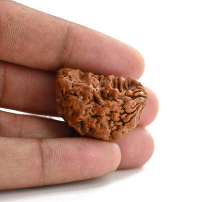 1 mukhi kaju shape Indian Rudraksha 30.38 M.M.