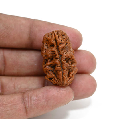 1 mukhi kaju shape Indian Rudraksha 30.38 M.M.