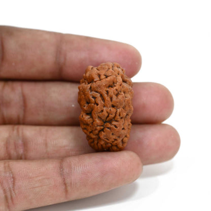 1 mukhi kaju shape Indian Rudraksha 30.38 M.M.