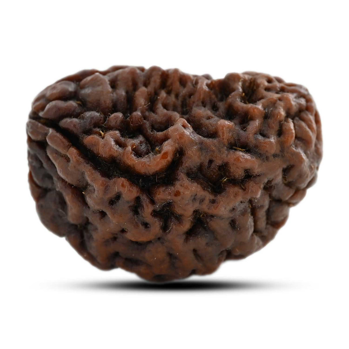 1 mukhi kaju shape Indian Rudraksha 33.85 M.M.