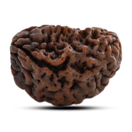 1 mukhi kaju shape Indian Rudraksha 33.85 M.M.