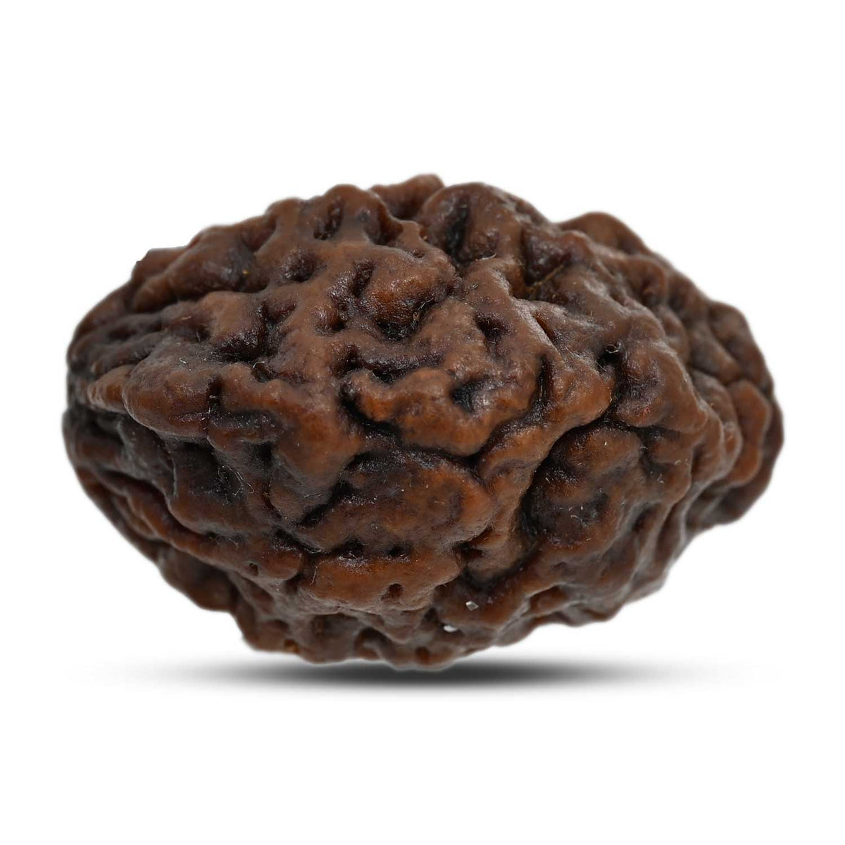 1 mukhi kaju shape Indian Rudraksha 33.85 M.M.