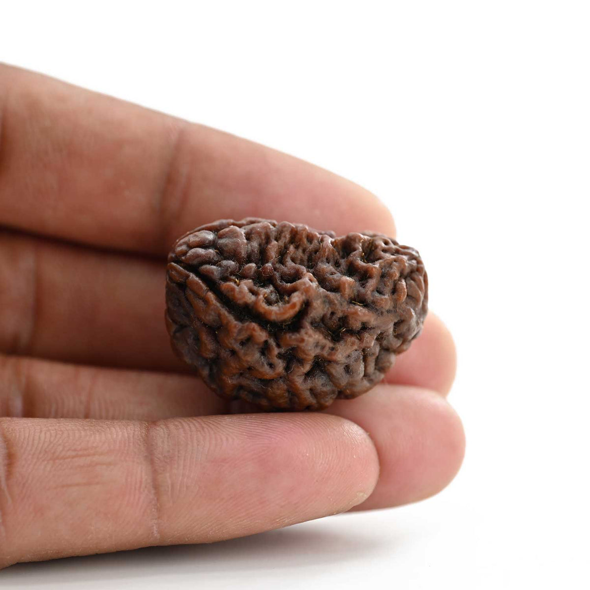 1 mukhi kaju shape Indian Rudraksha 33.85 M.M.