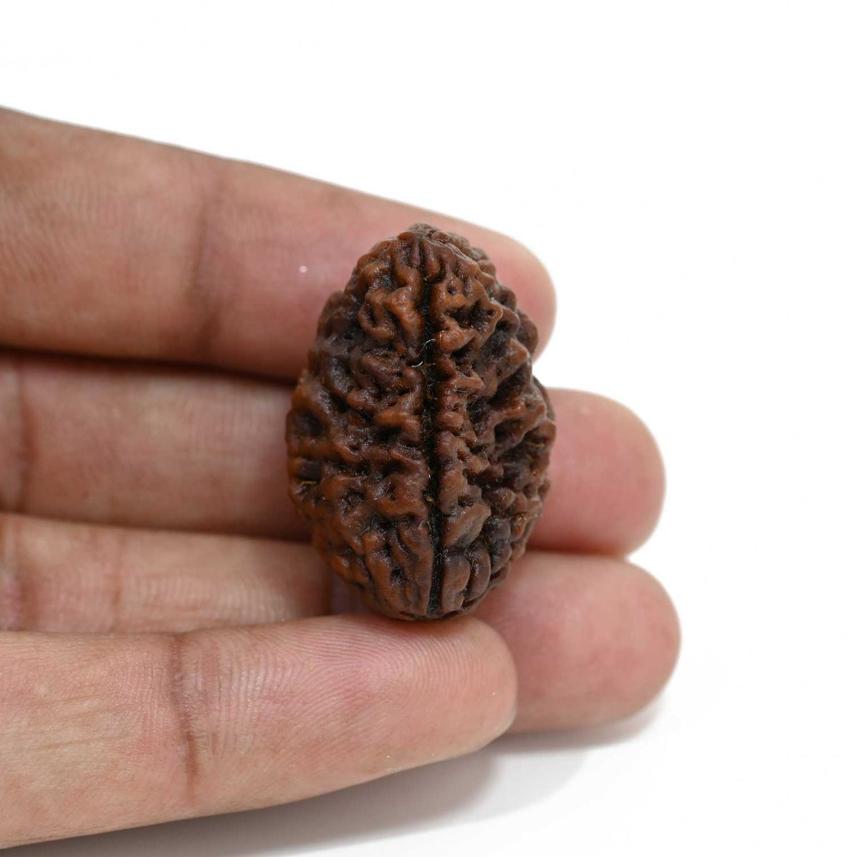 1 mukhi kaju shape Indian Rudraksha 33.85 M.M.