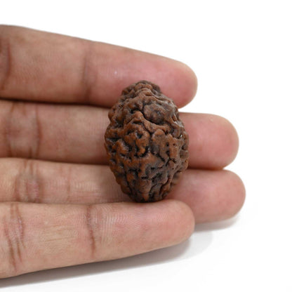 1 mukhi kaju shape Indian Rudraksha 33.85 M.M.