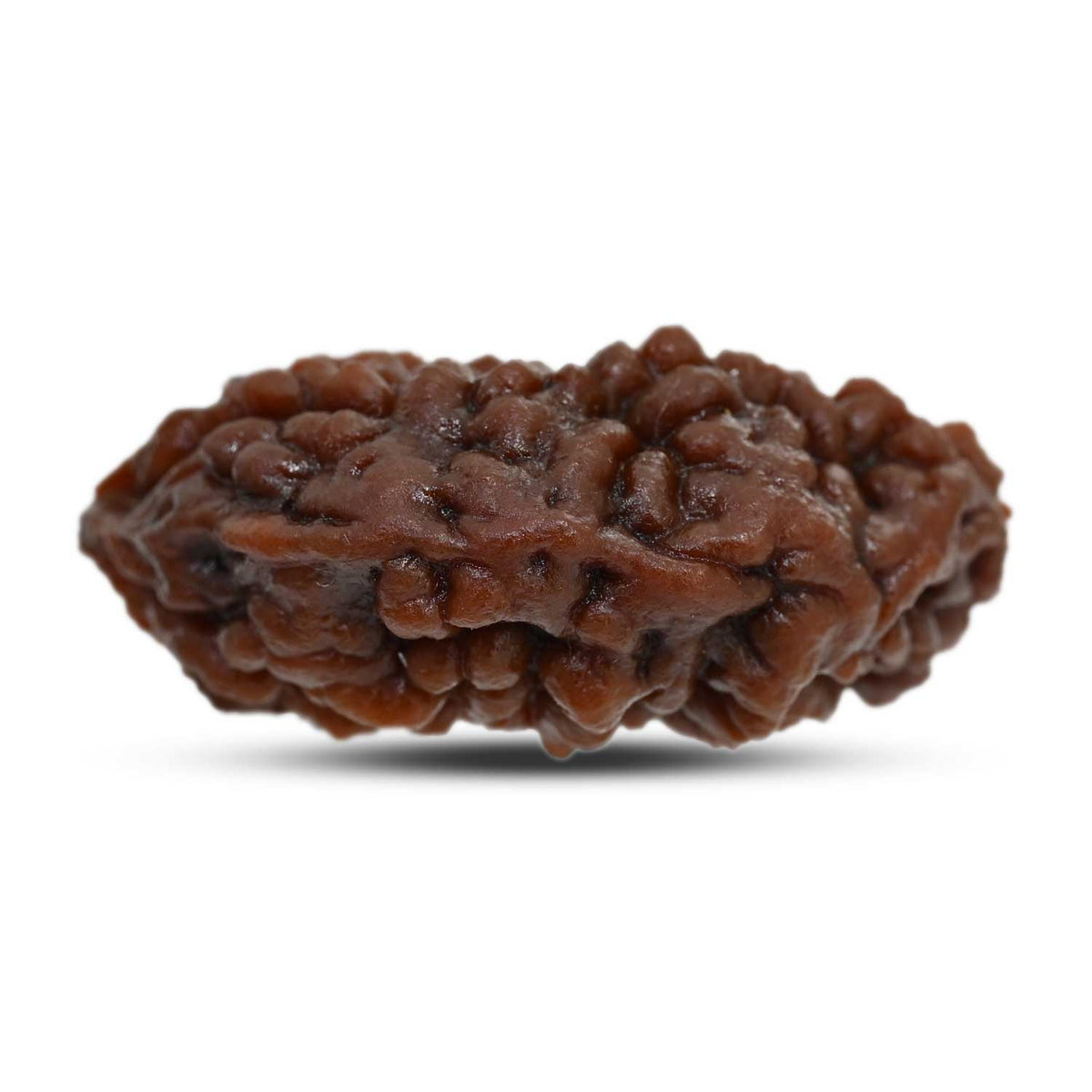 1 mukhi kaju shape Indian Rudraksha 31.01 M.M.