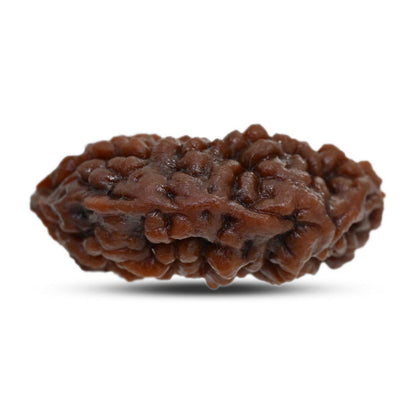 1 mukhi kaju shape Indian Rudraksha 31.01 M.M.