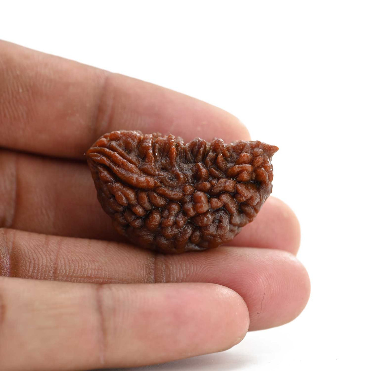 1 mukhi kaju shape Indian Rudraksha 31.01 M.M.