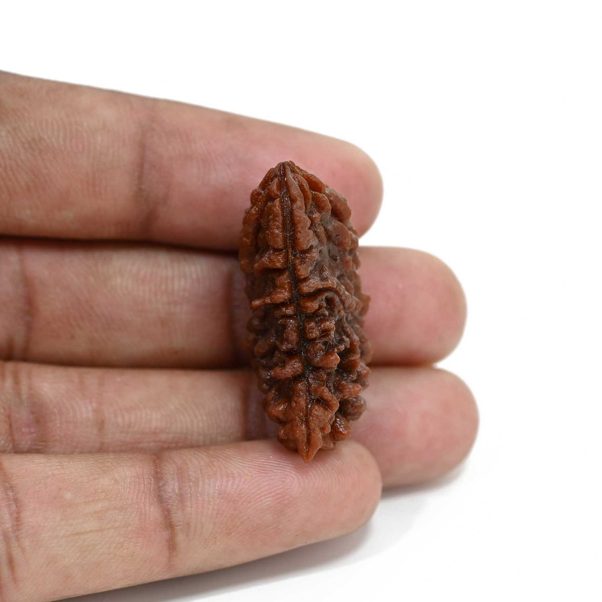 1 mukhi kaju shape Indian Rudraksha 31.01 M.M.