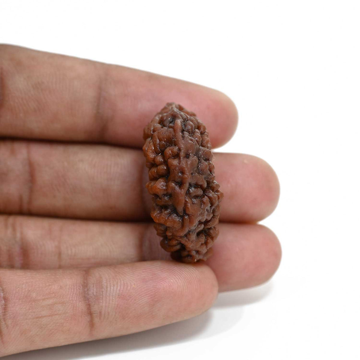 1 mukhi kaju shape Indian Rudraksha 31.01 M.M.