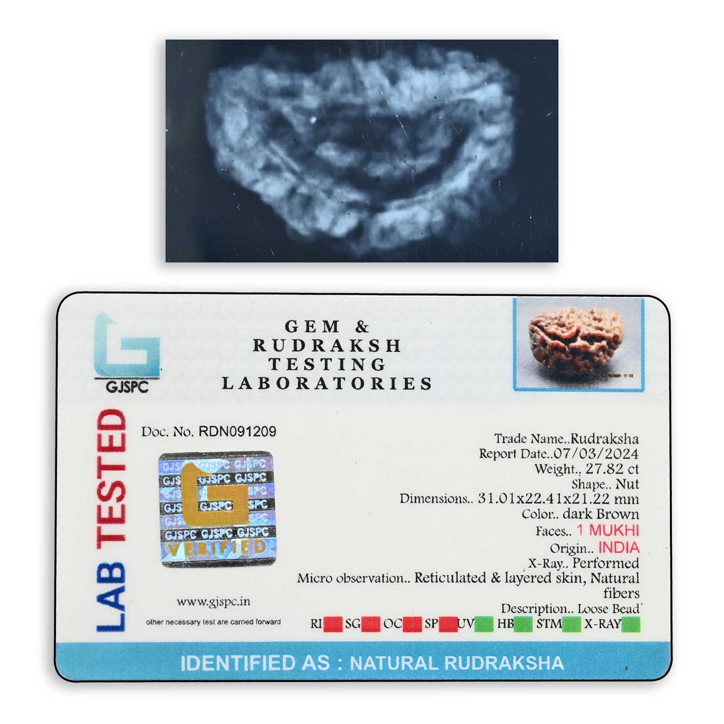 1 mukhi kaju shape Indian Rudraksha 31.01 M.M.