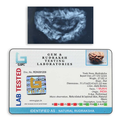 1 mukhi kaju shape Indian Rudraksha 31.01 M.M.