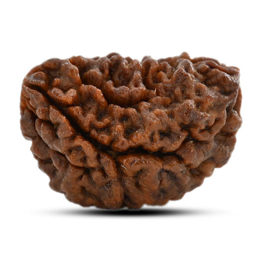 1 mukhi kaju shape Indian Rudraksha 31.92 M.M.