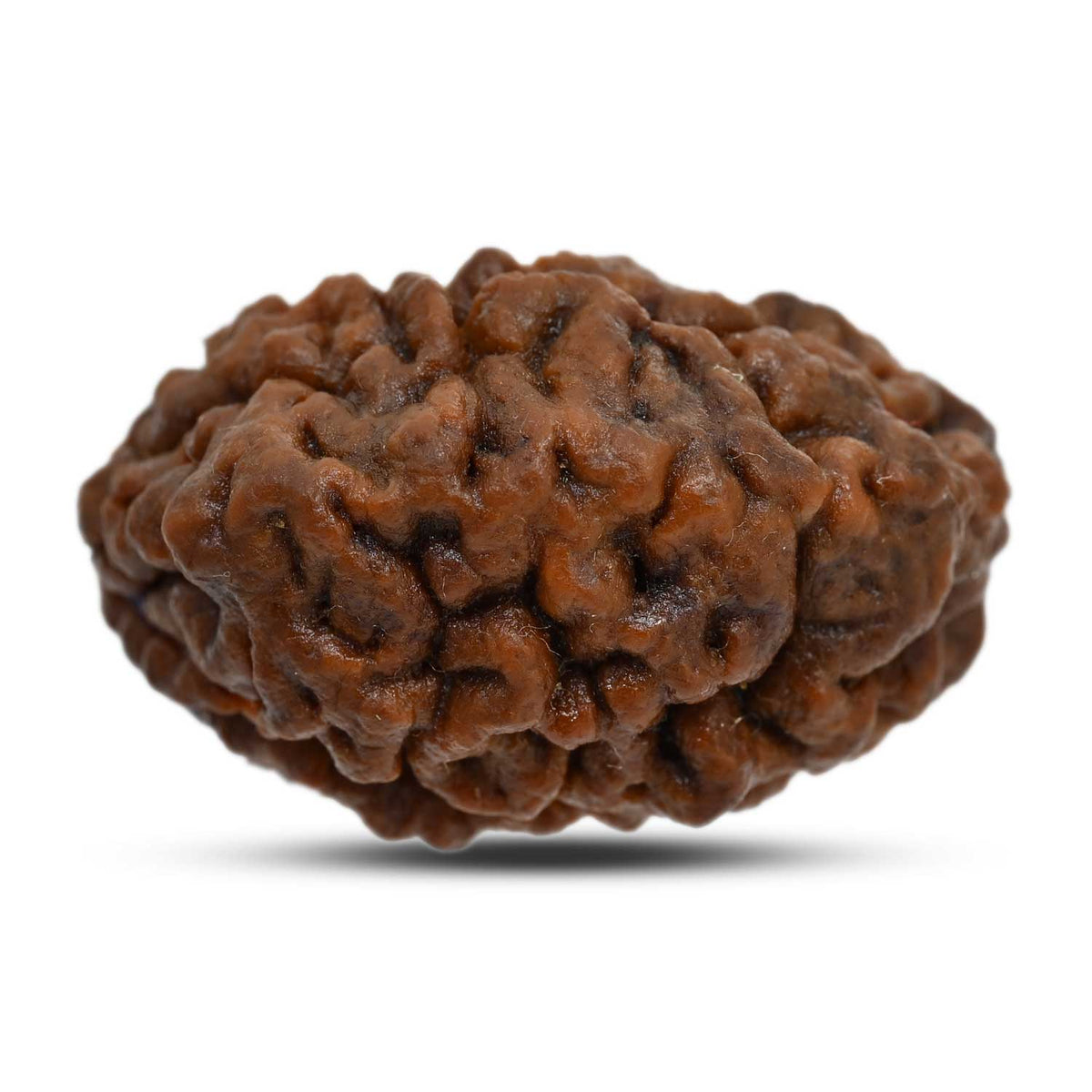1 mukhi kaju shape Indian Rudraksha 31.92 M.M.