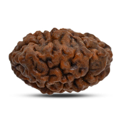 1 mukhi kaju shape Indian Rudraksha 31.92 M.M.