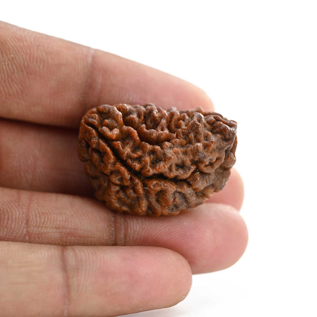 1 mukhi kaju shape Indian Rudraksha 31.92 M.M.