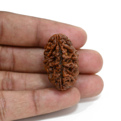 1 mukhi kaju shape Indian Rudraksha 31.92 M.M.