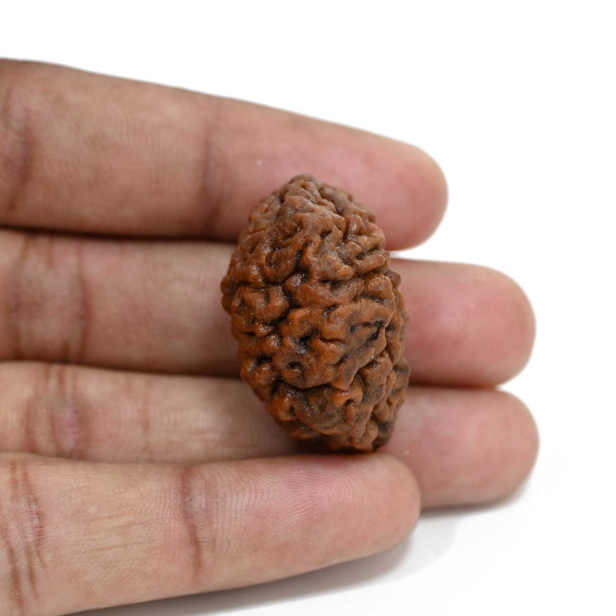 1 mukhi kaju shape Indian Rudraksha 31.92 M.M.