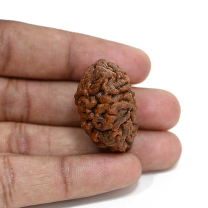 1 mukhi kaju shape Indian Rudraksha 31.92 M.M.