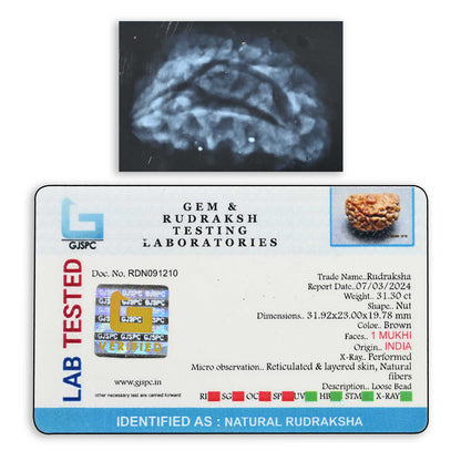 1 mukhi kaju shape Indian Rudraksha 31.92 M.M.