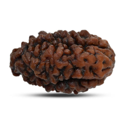 1 mukhi kaju shape Indian Rudraksha 30.44 M.M.