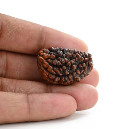 1 mukhi kaju shape Indian Rudraksha 30.44 M.M.