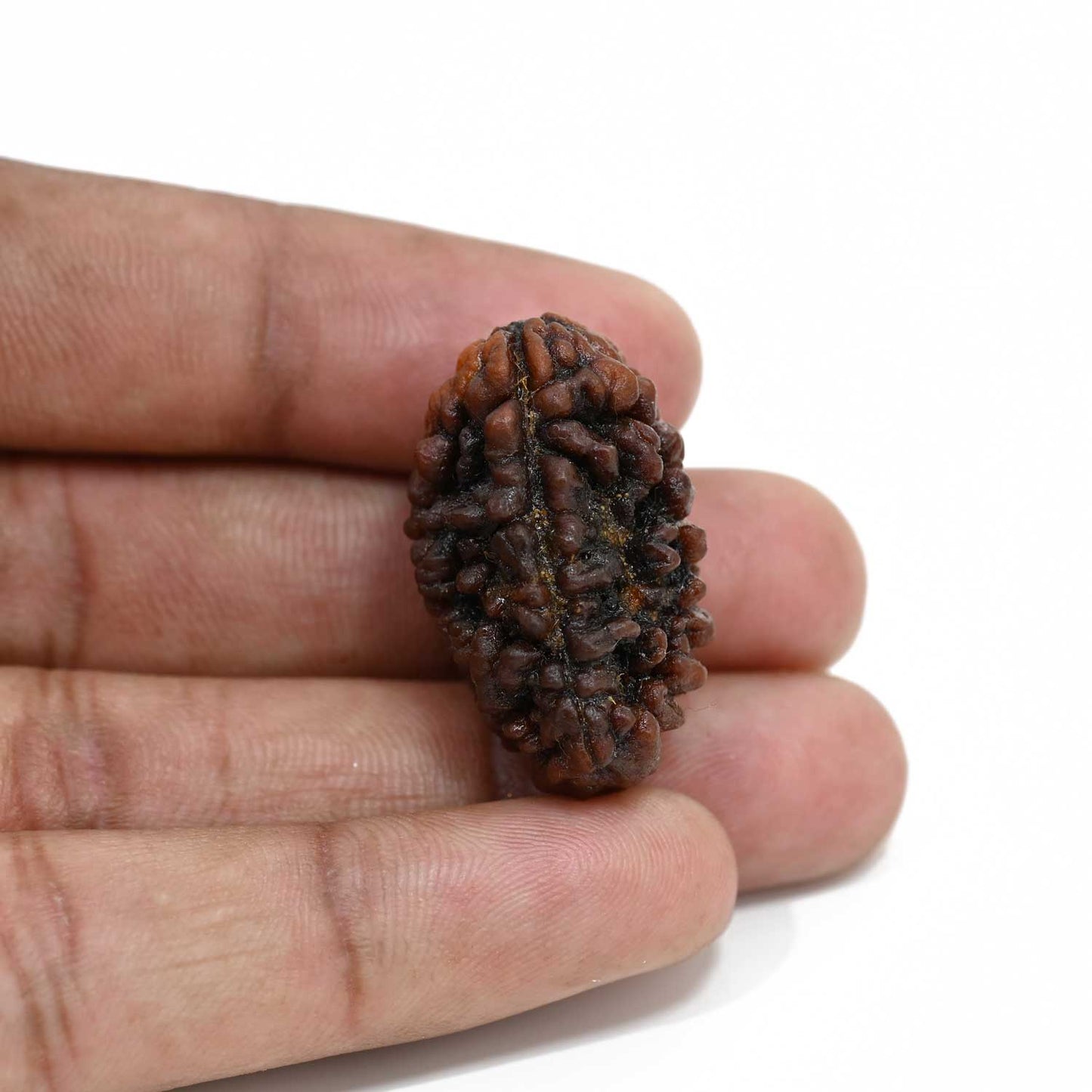 1 mukhi kaju shape Indian Rudraksha 30.44 M.M.