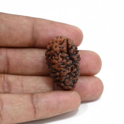 1 mukhi kaju shape Indian Rudraksha 30.44 M.M.