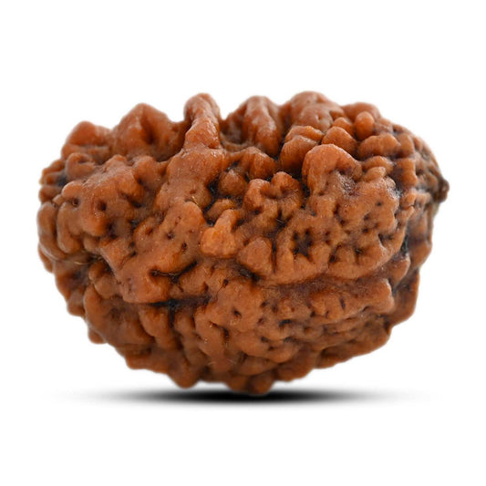 1 mukhi kaju shape Indian Rudraksha 29.41 M.M.