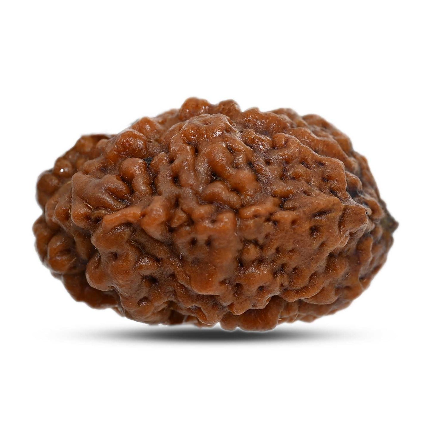 1 mukhi kaju shape Indian Rudraksha 29.41 M.M.