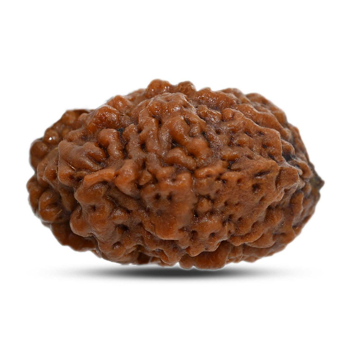 1 mukhi kaju shape Indian Rudraksha 29.41 M.M.