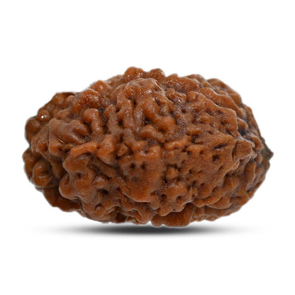 1 mukhi kaju shape Indian Rudraksha 29.41 M.M.