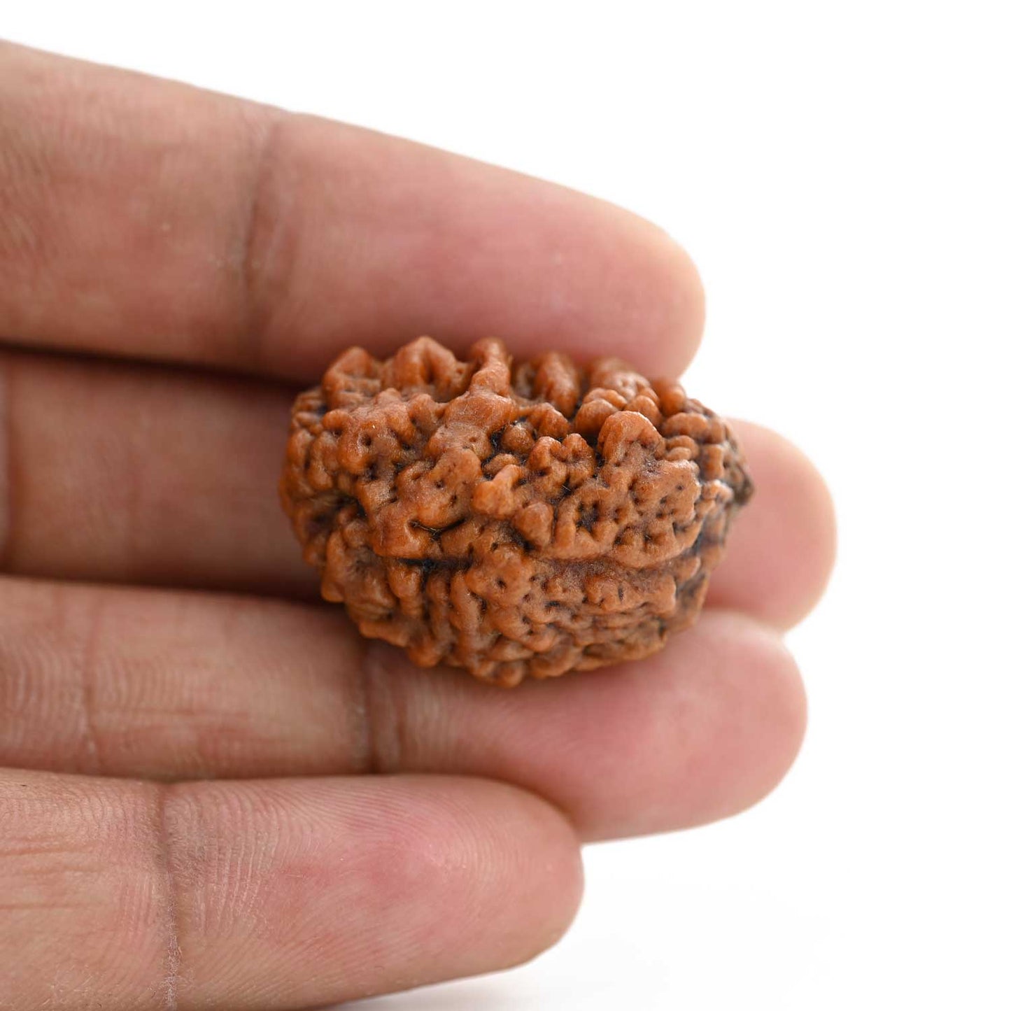 1 mukhi kaju shape Indian Rudraksha 29.41 M.M.
