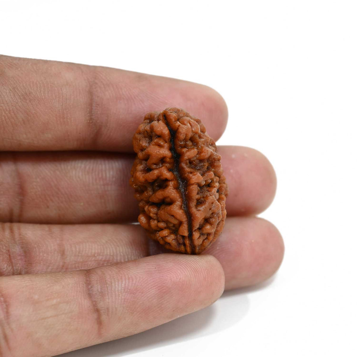 1 mukhi kaju shape Indian Rudraksha 29.41 M.M.