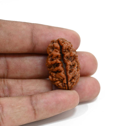 1 mukhi kaju shape Indian Rudraksha 29.41 M.M.