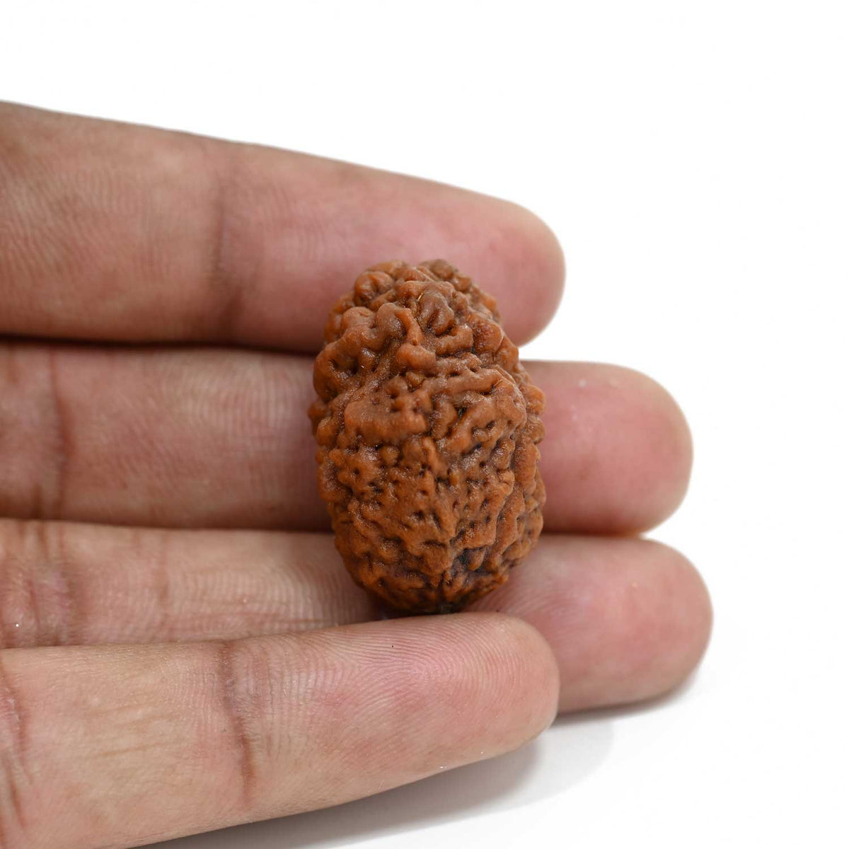 1 mukhi kaju shape Indian Rudraksha 29.41 M.M.