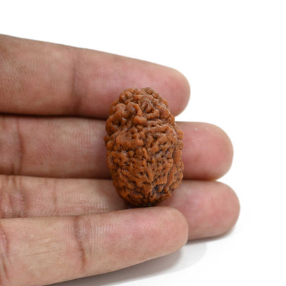 1 mukhi kaju shape Indian Rudraksha 29.41 M.M.