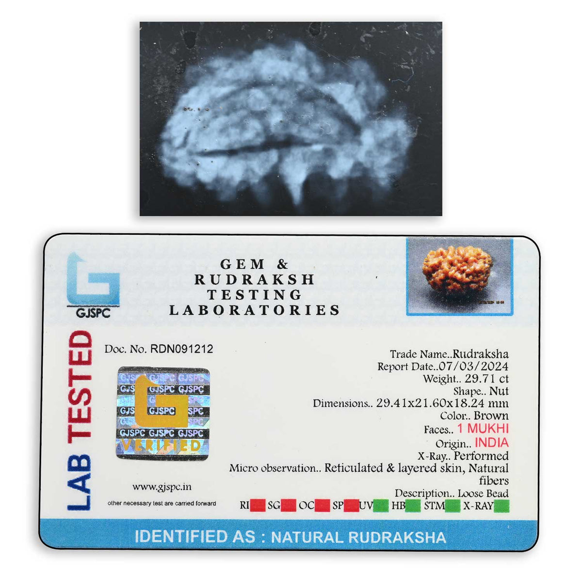 1 mukhi kaju shape Indian Rudraksha 29.41 M.M.